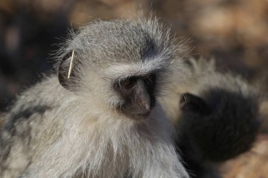maymun National Park, Güney Afrika