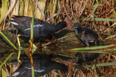 Siyah ördekler gölde balık tutuyor.