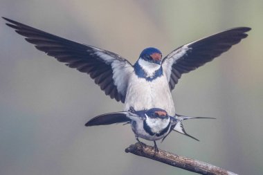Beyaz boğazlı kırlangıç bir çiftleşme ortak, Marievale, Güney Afrika arıyorsunuz