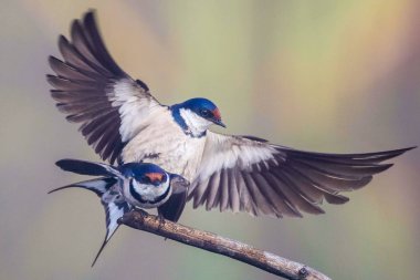 Beyaz boğazlı kırlangıç bir çiftleşme ortak, Marievale, Güney Afrika arıyorsunuz