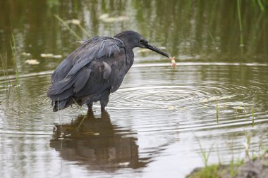 Siyah heron avcılık, Güney Afrika