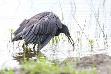 Siyah heron avcılık, Güney Afrika