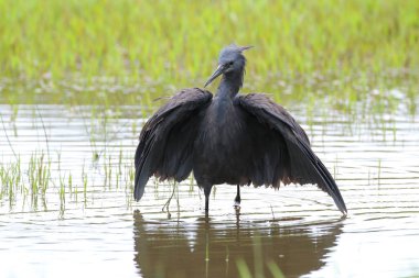 Siyah heron avcılık, Güney Afrika