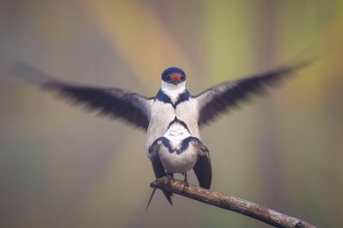 Beyaz boğazlı kırlangıç bir çiftleşme ortak, Marievale, Güney Afrika arıyorsunuz
