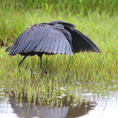 Siyah heron avcılık, Güney Afrika