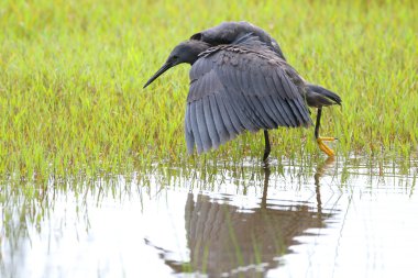 Siyah heron avcılık, Güney Afrika