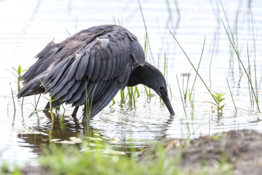 Siyah heron avcılık, Güney Afrika