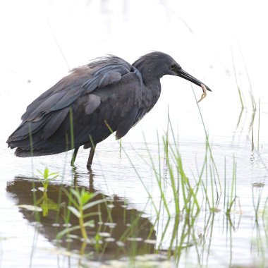 Siyah heron avcılık, Güney Afrika