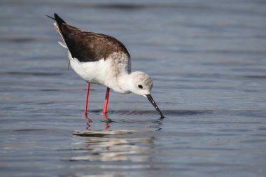 Bayağı uzunbacak balıkçılık sessiz su, Afrika