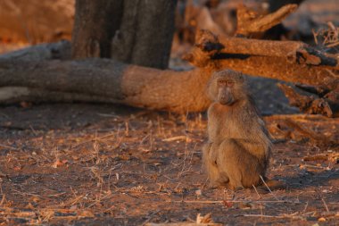 Chacma maymun rim aydınlatma ile gün batımında düşük anahtar görüntü 