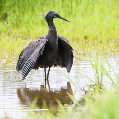 Siyah heron avcılık, Güney Afrika