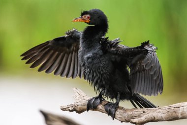 Ölü ağaç kütüğü, Güney Afrika üzerinde tünemiş Reed karabatak