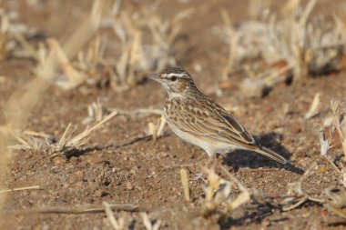 Arka planda güzel kuşun yakın plan görüntüsü