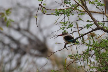 Arka planda güzel kuşun yakın plan görüntüsü