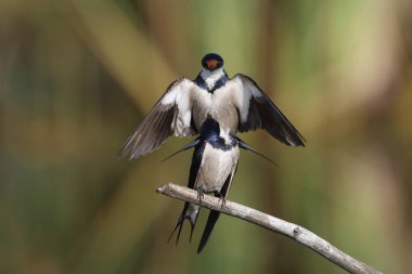 Beyaz boğazlı kırlangıç bir çiftleşme ortak, Marievale, Güney Afrika arıyorsunuz