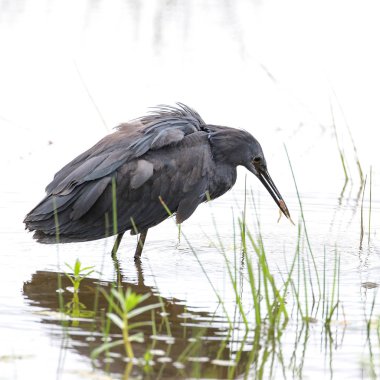 Siyah heron avcılık, Güney Afrika