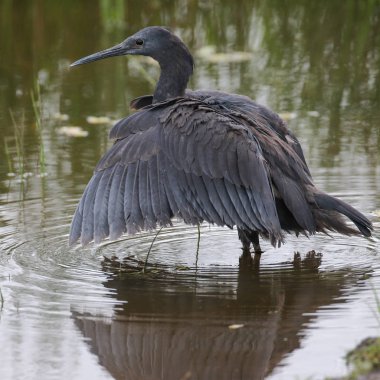 Siyah heron avcılık, Güney Afrika