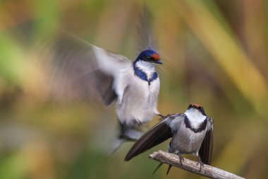 Beyaz boğazlı kırlangıç bir çiftleşme ortak, Marievale, Güney Afrika arıyorsunuz
