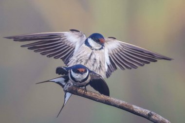 Beyaz boğazlı kırlangıç bir çiftleşme ortak, Marievale, Güney Afrika arıyorsunuz