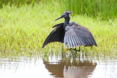 Siyah heron avcılık, Güney Afrika