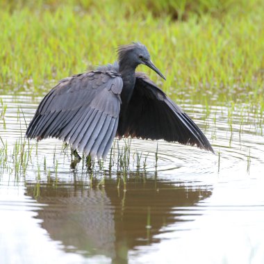 Siyah heron avcılık, Güney Afrika