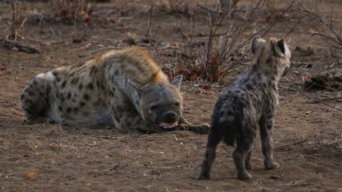 sırtlanlar niteliğine Kruger National Park