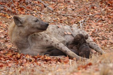 Sevimli küçük benekli sırtlan kuru zeminde, Kruger National Park, Güney Afrika oynamak 