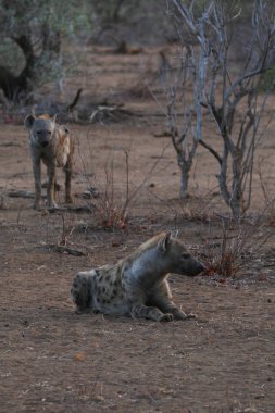sırtlanlar niteliğine Kruger National Park