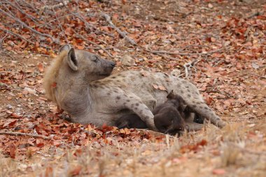 Sevimli küçük benekli sırtlan kuru zeminde, Kruger National Park, Güney Afrika oynamak 