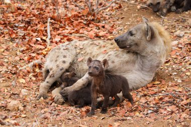 Sevimli küçük benekli sırtlan kuru zeminde, Kruger National Park, Güney Afrika oynamak 