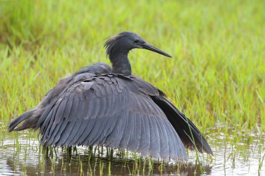 Siyah heron avcılık, Güney Afrika