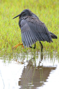 Siyah heron avcılık, Güney Afrika