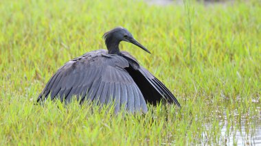Siyah heron avcılık, Güney Afrika