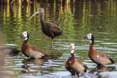AK ördekler sığ suda banyoda, Güney Afrika