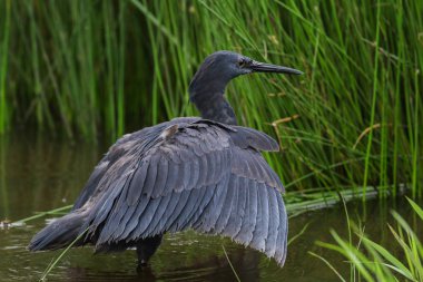 Siyah heron avcılık, Güney Afrika
