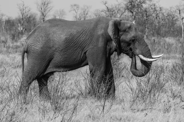 Kruger Milli Parkı Içinde Afrika Fili — Stok fotoğraf