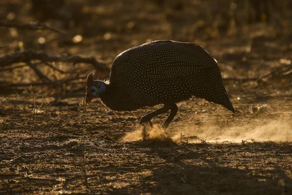 Flótázó Barátait Francolin Frankolin Madár Fióktelep Bokor Háttérben Kruger Nemzeti — Stock Fotó