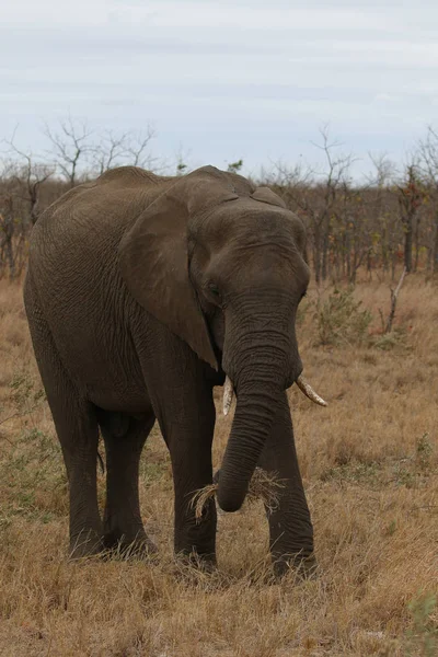 Elefante Africano Parque Nacional Kruger — Foto de Stock