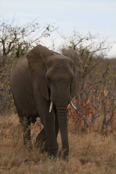 Éléphant Afrique Dans Parc National Kruger — Photo