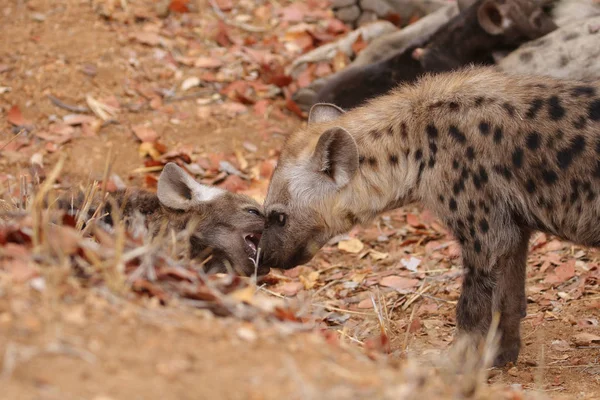 Drăguț Hiena Reperat Joaca Teren Uscat Parcul Național Kruger Africa — Fotografie, imagine de stoc