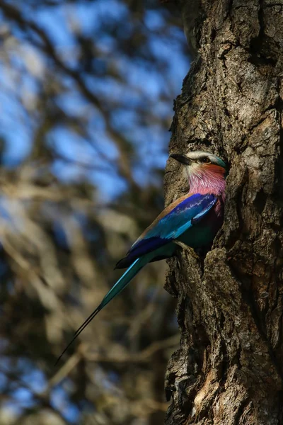 Uccello Rullo Dal Petto Lilla Con Piume Colorate Kruger National — Foto Stock