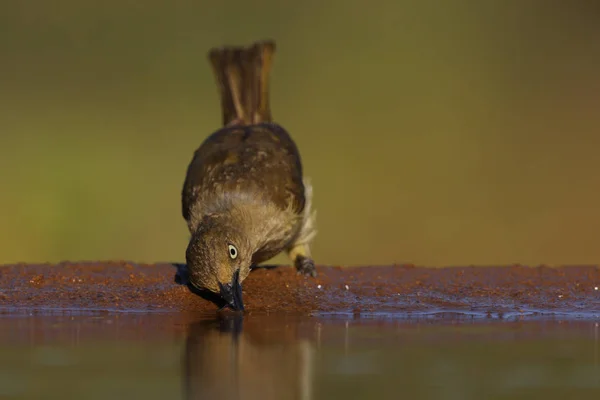 bird drinking from pond with beak touching water in Africa