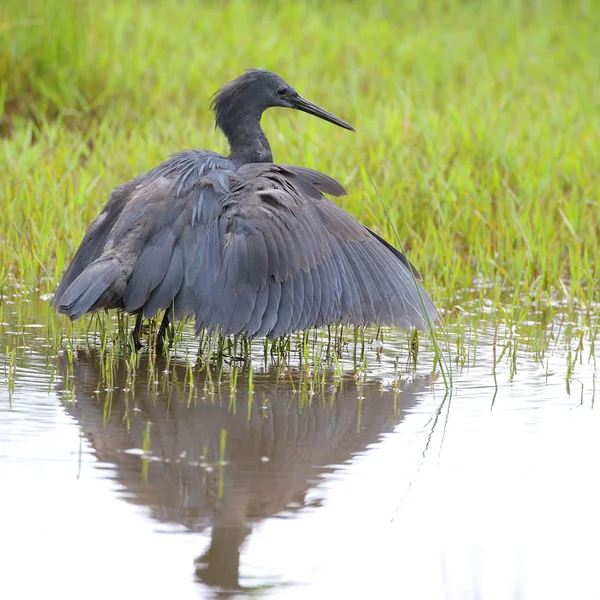 Siyah heron avcılık, Güney Afrika