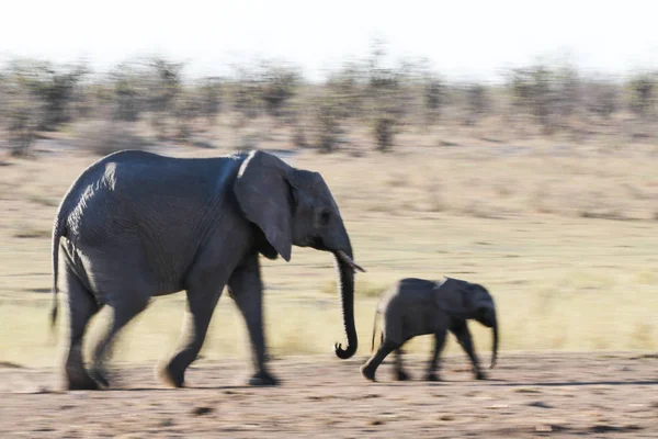 Baby Van Afrikaanse Olifant Wandelen Met Volwassene Zuid Afrika — Stockfoto