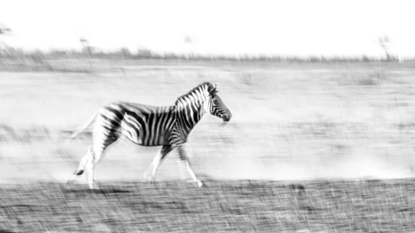 Zebra Procházky Přírodě Pohybem Rozostření — Stock fotografie