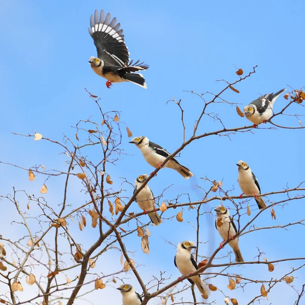 White Coroado Capacete Shrikes Voando Grupo Kruger National Park África — Fotografia de Stock