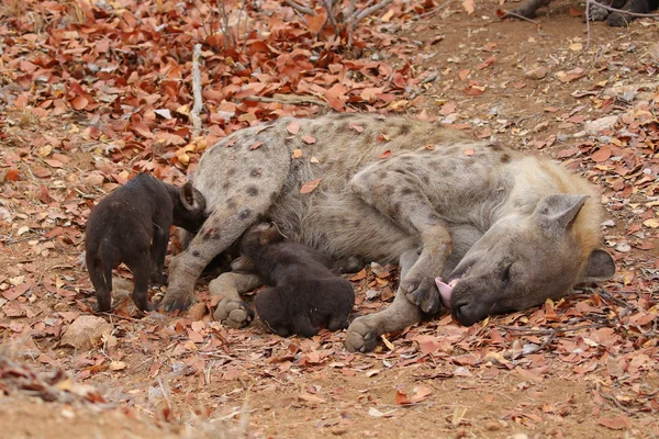 可爱的小斑点土狼在干燥的地面上玩耍 南非克鲁格国家公园 — 图库照片