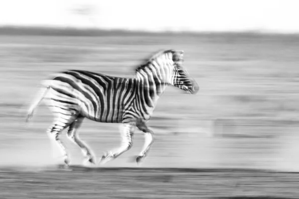 Zèbre Marchant Sur Nature Avec Flou Mouvement — Photo