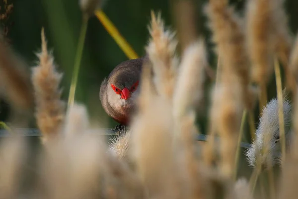 Common Waxbill Holding Flower Stalk Marievale South Africa — Stock Photo, Image