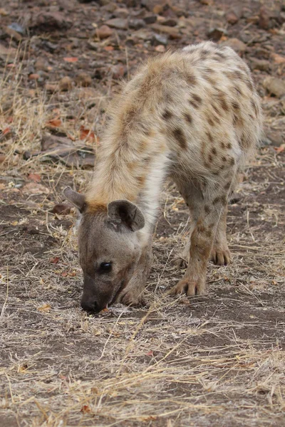 Niedliche Kleine Gefleckte Hyäne Die Auf Trockenem Boden Spielt Kruger — Stockfoto